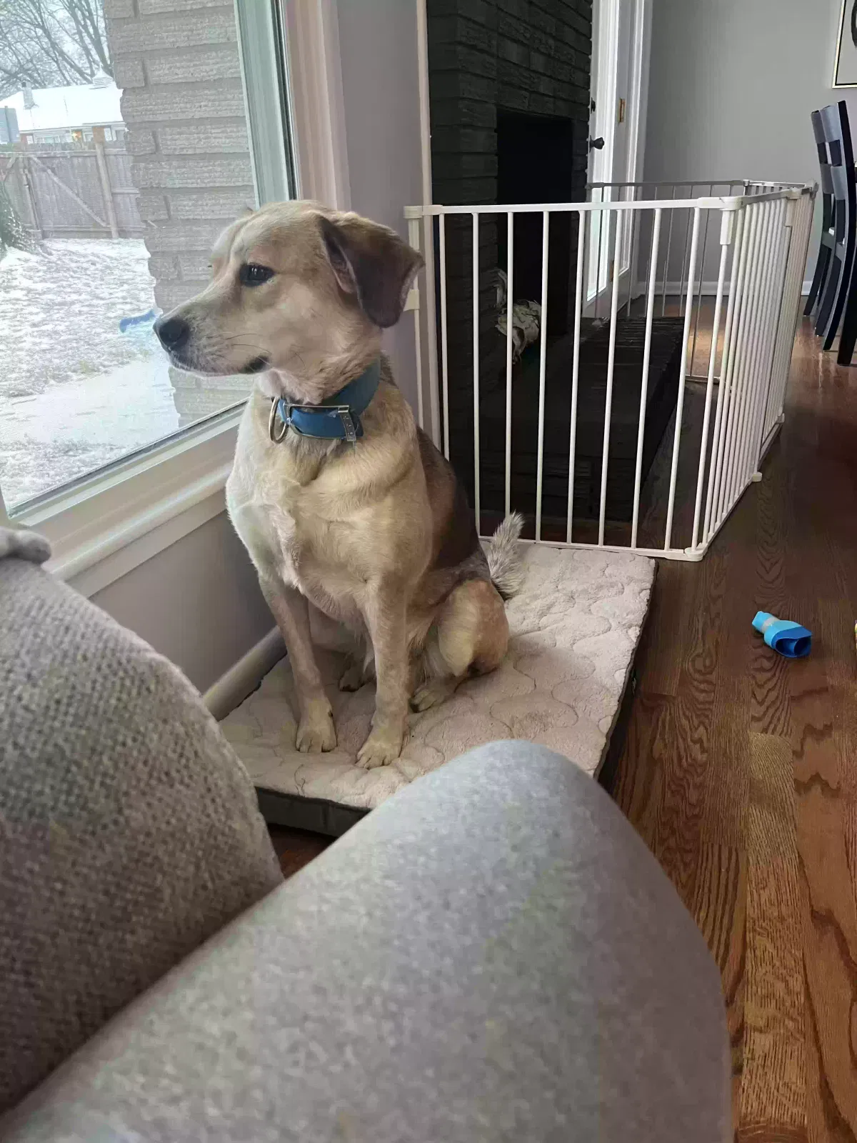 Lost dog in Independence, MO, 64055