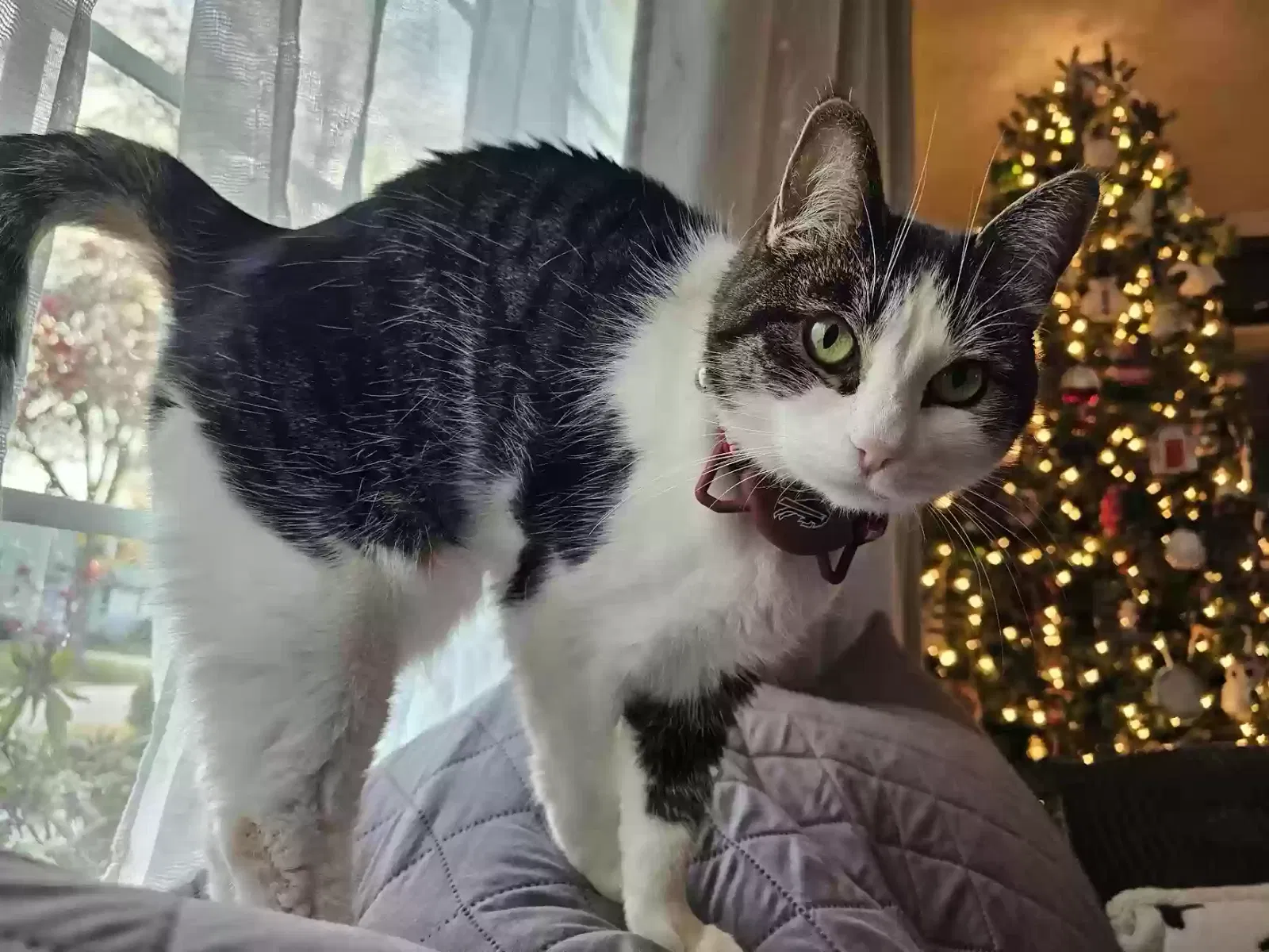 Lost cat in Getzville, NY, 14068