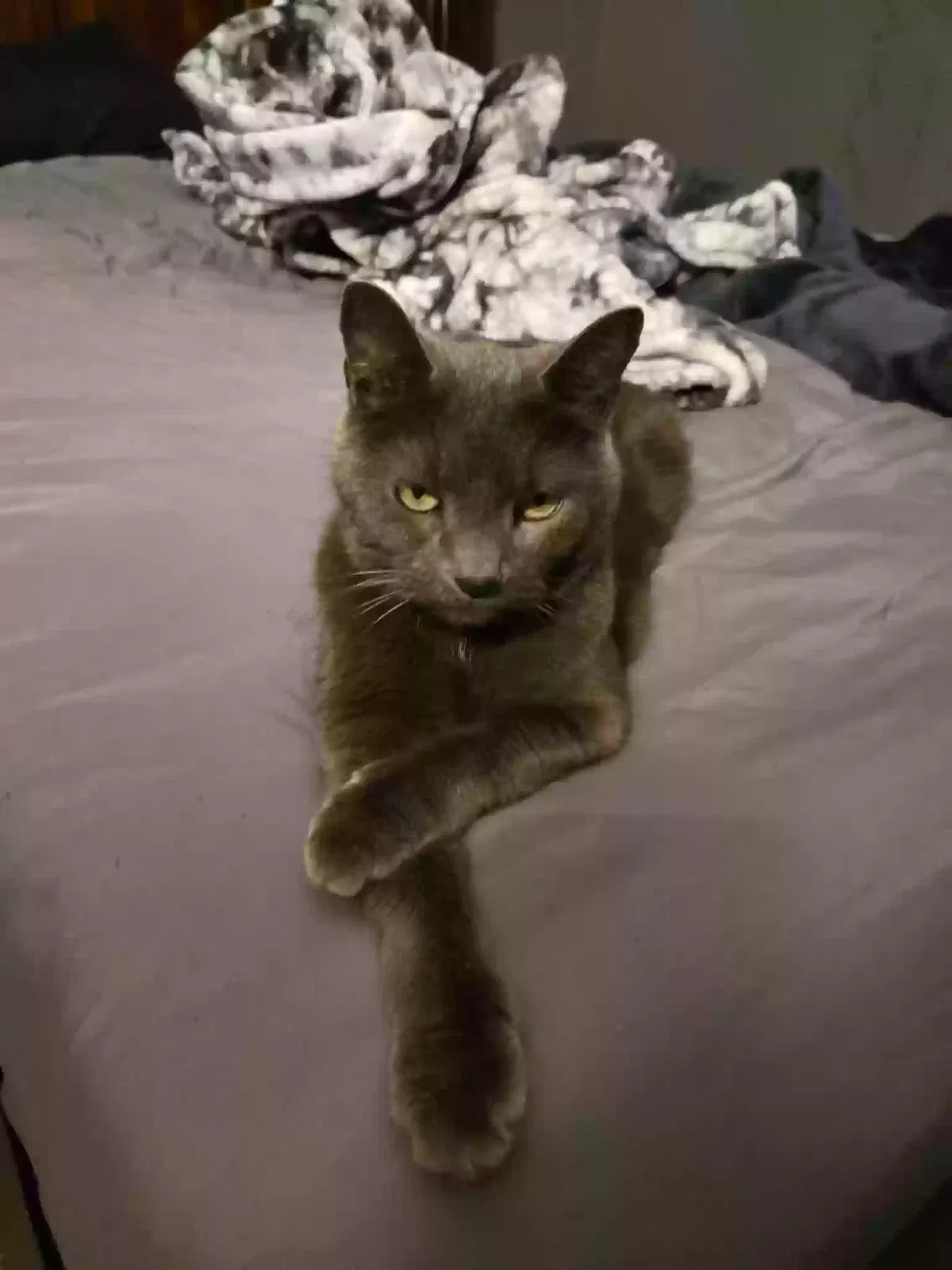 Lost cat in Maple Shade, NJ, 8052