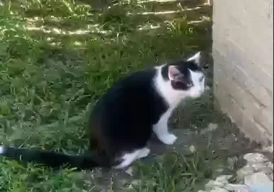 Missing Cat