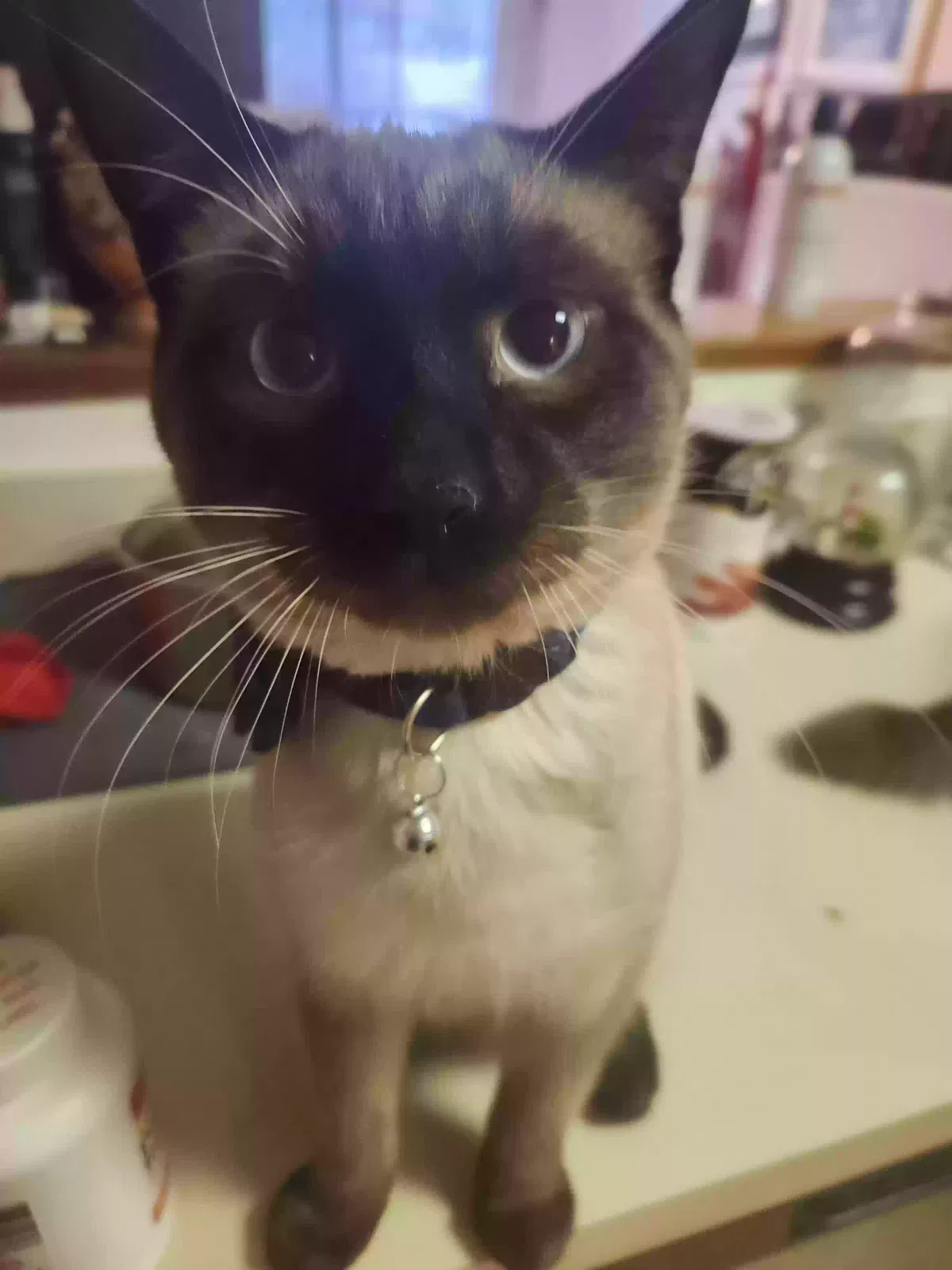 Lost cat in Endicott, NY, 13760