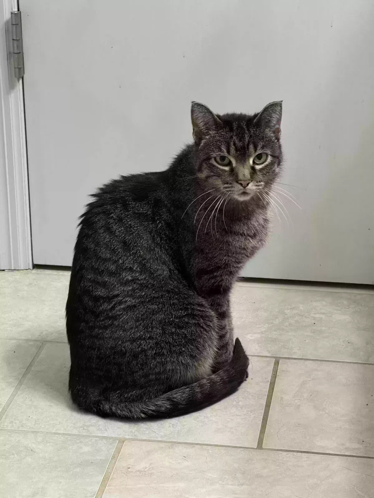 Lost cat in Saint Paul, MN, 55104