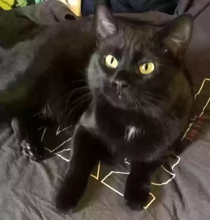 Lost cat in Pekin, IL, 61554