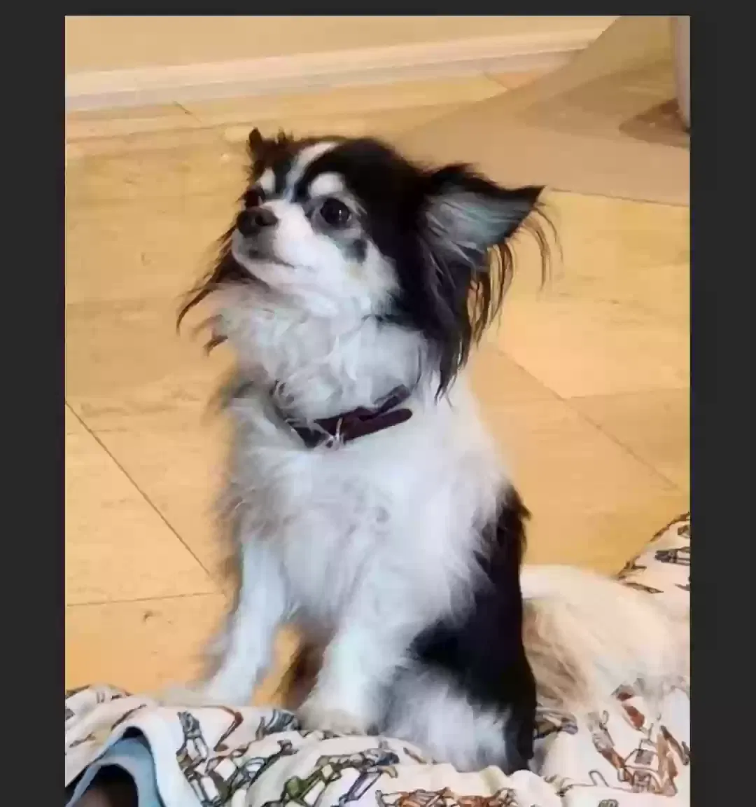 Lost dog in Porter Ranch, CA, 91326
