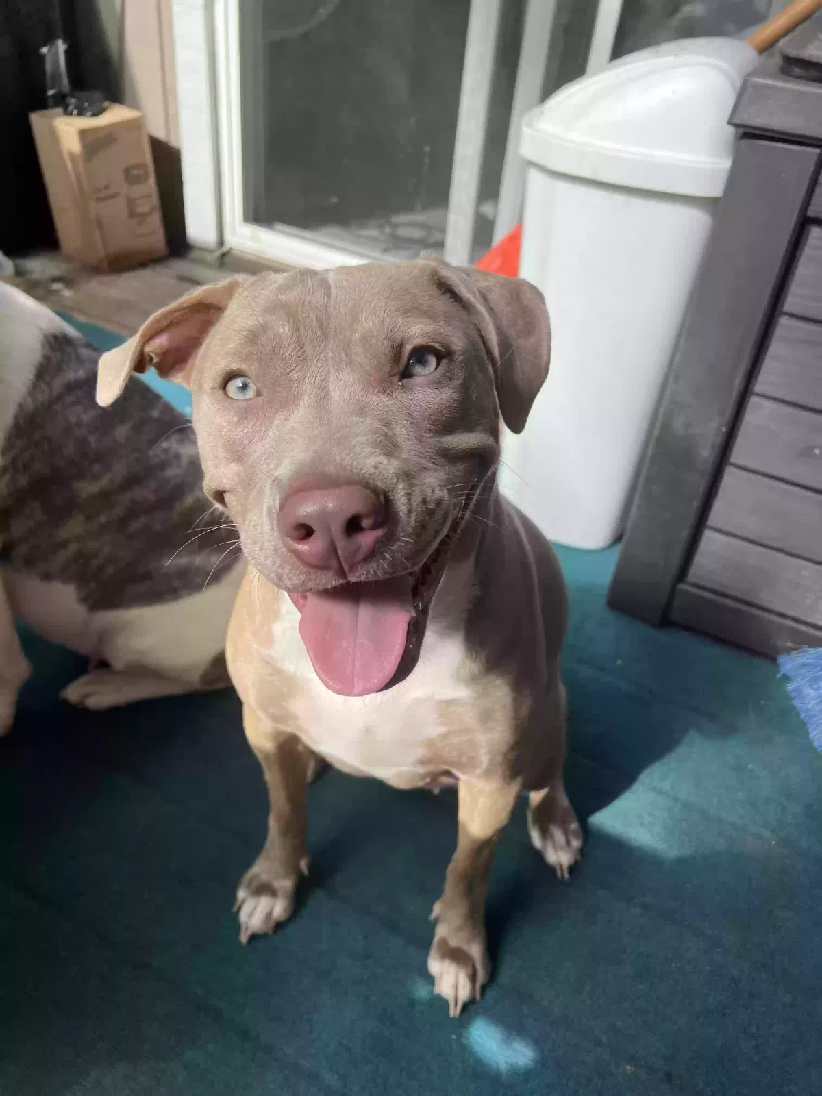 Lost dog in Lawrenceville, GA, 30046