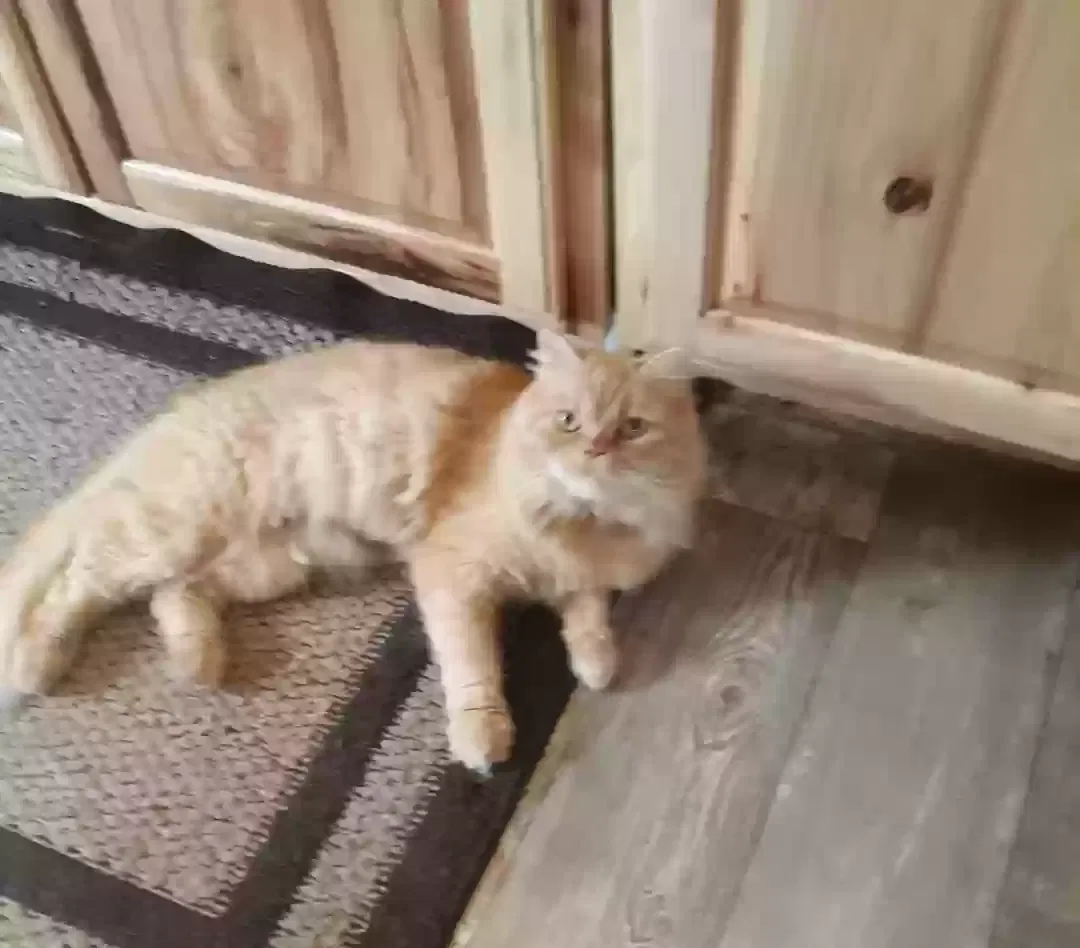 Lost cat in Decatur, TN, 37322