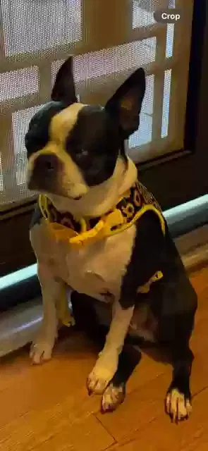 Lost dog in Stockton, CA, 95203