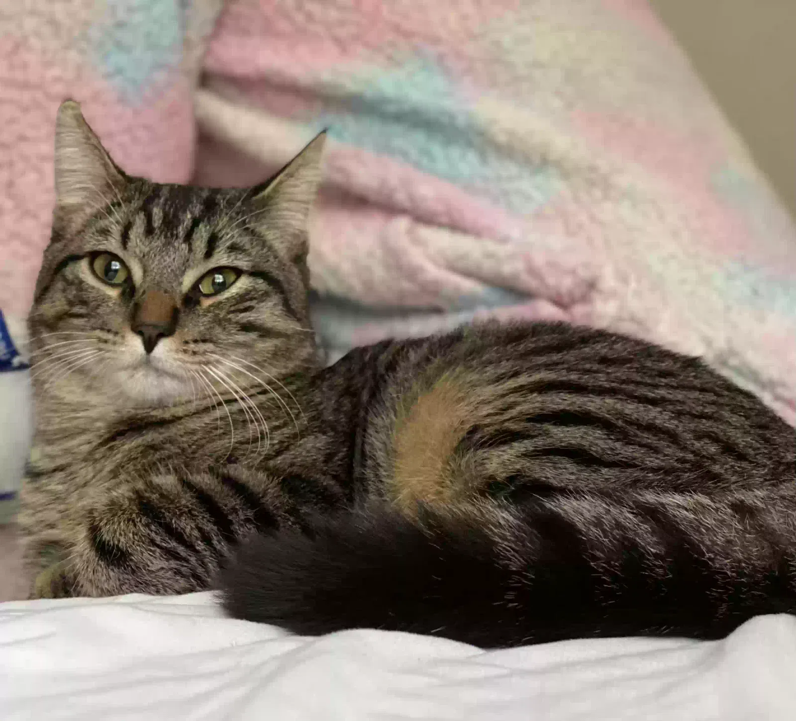 Lost cat in Augusta, GA, 30909