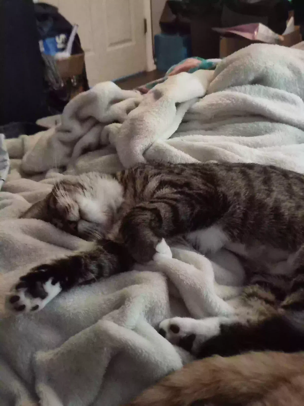 Lost cat in Fenton, MO, 63026