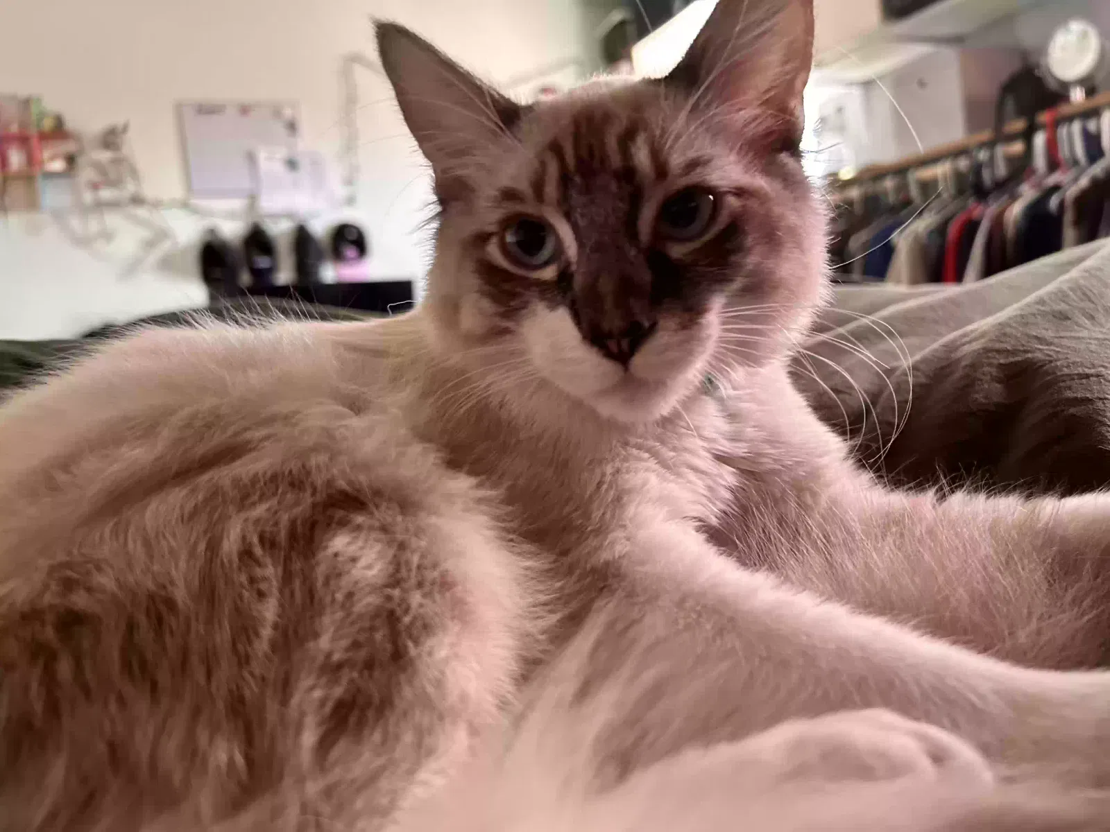 Lost cat in Las Vegas, NV, 89121