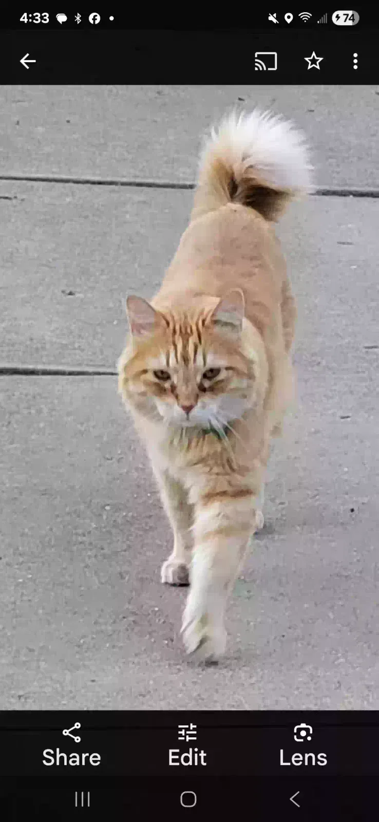 Lost cat in Boulder, CO, 80304