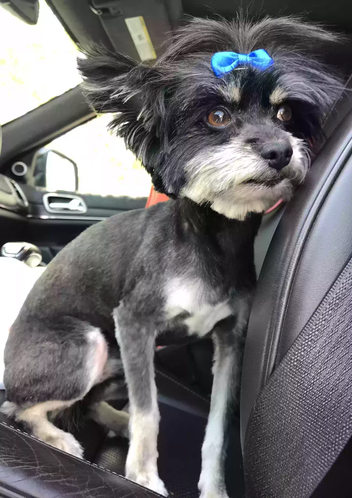 Lost dog in Benson, NC, 27504