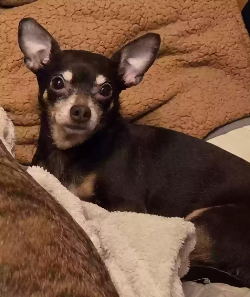 Lost dog in Visalia, CA, 93277