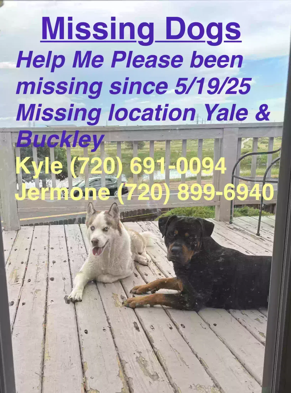Lost dog in Aurora, CO, 80013