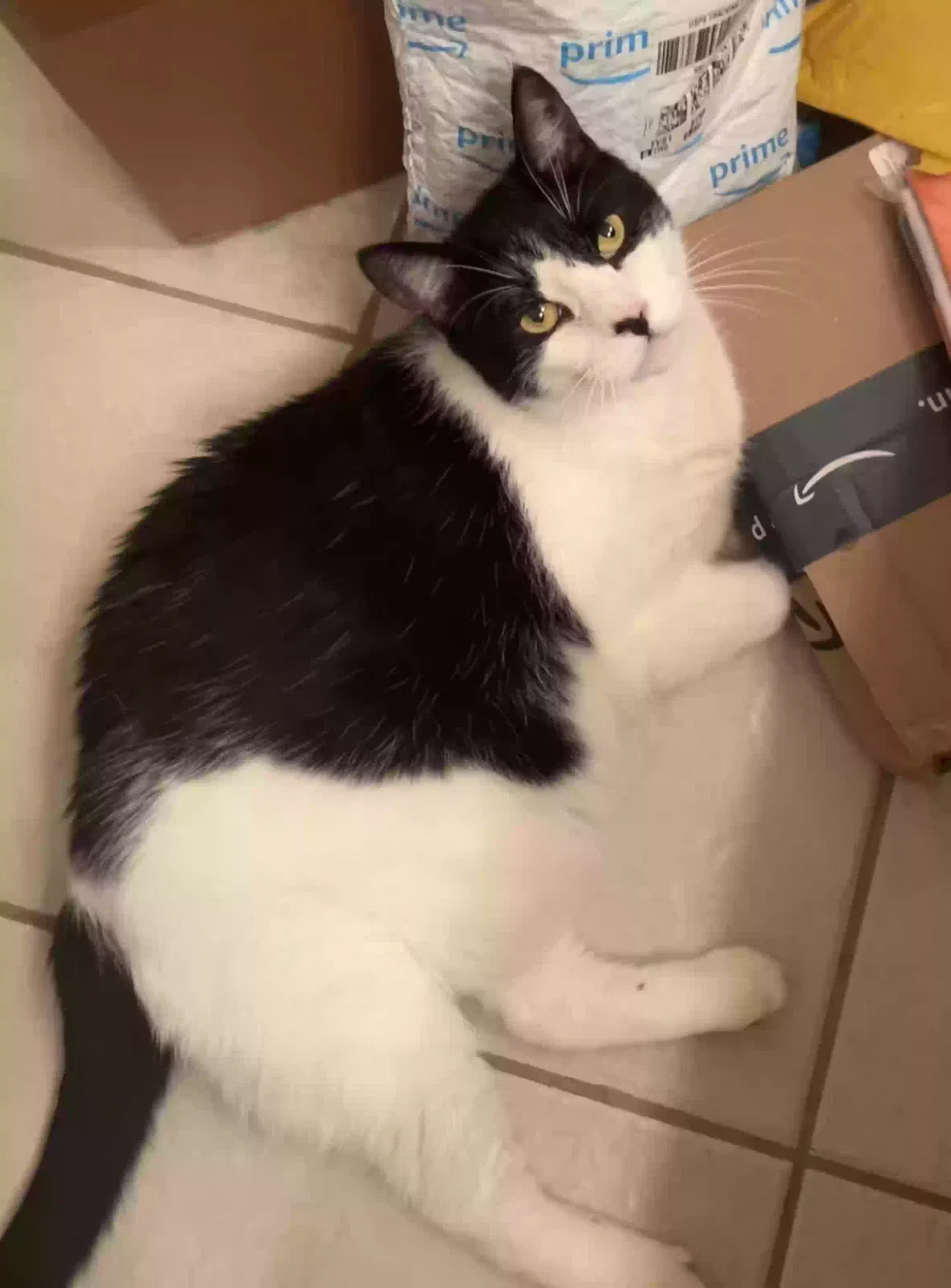 Lost cat in Westwego, LA, 70094