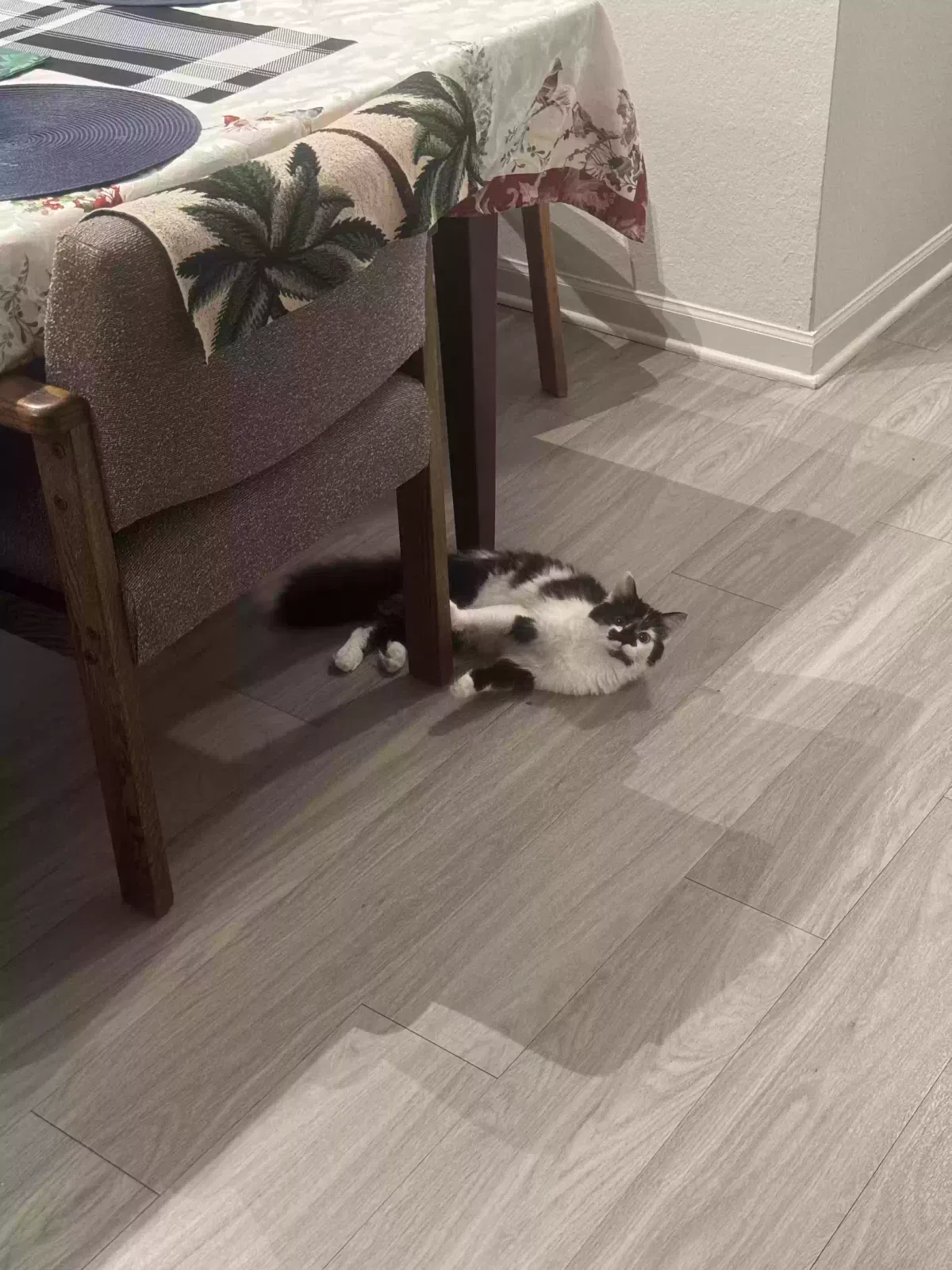 Lost cat in Orlando, FL, 32828