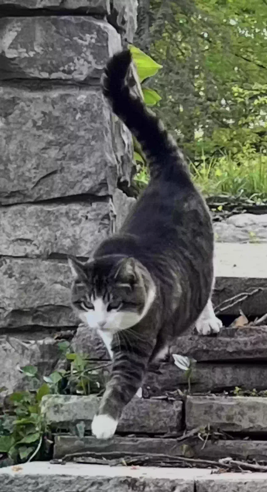 Lost cat in Flint, MI, 48503