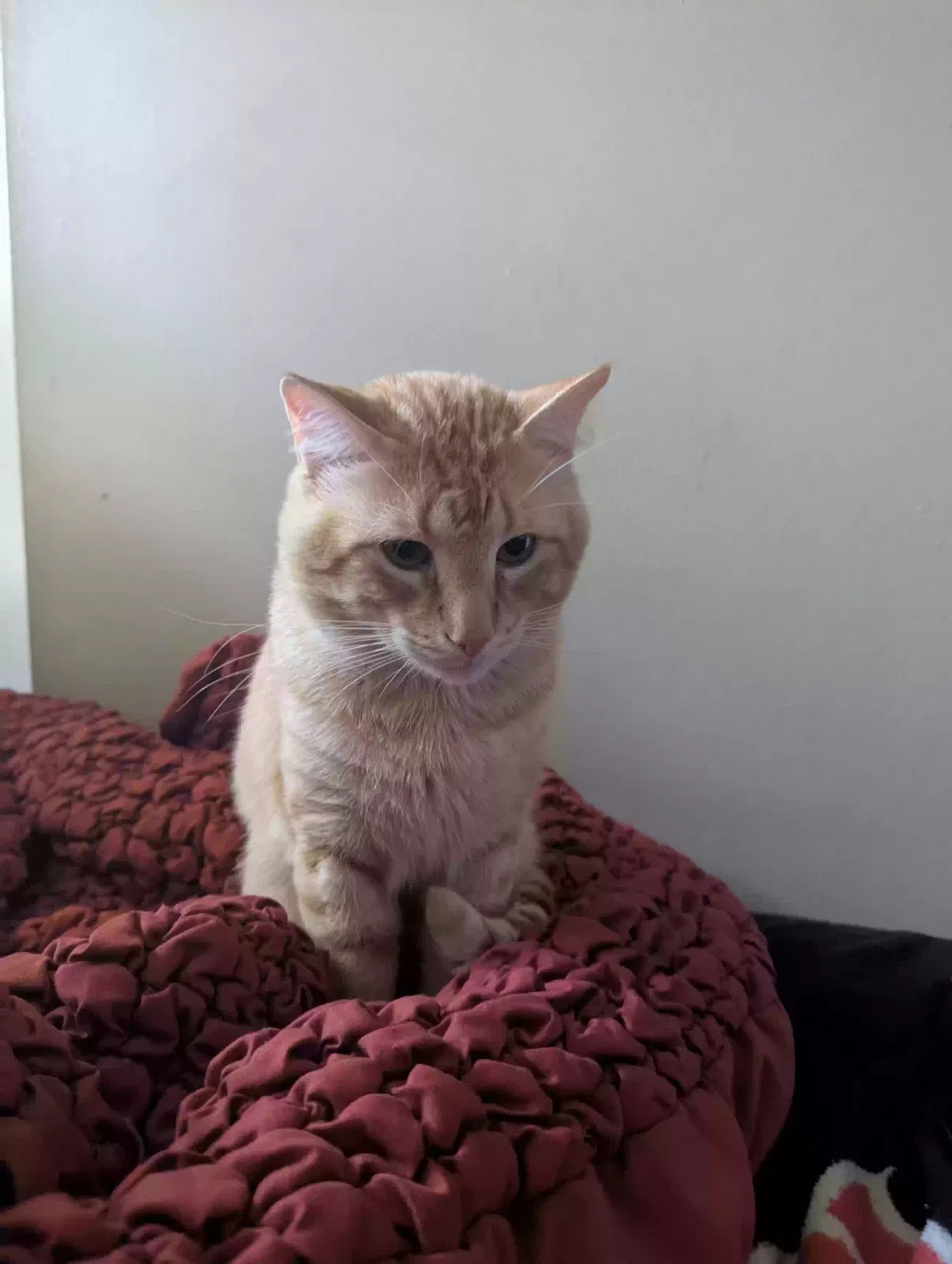 Lost cat in Leavenworth, KS, 66048