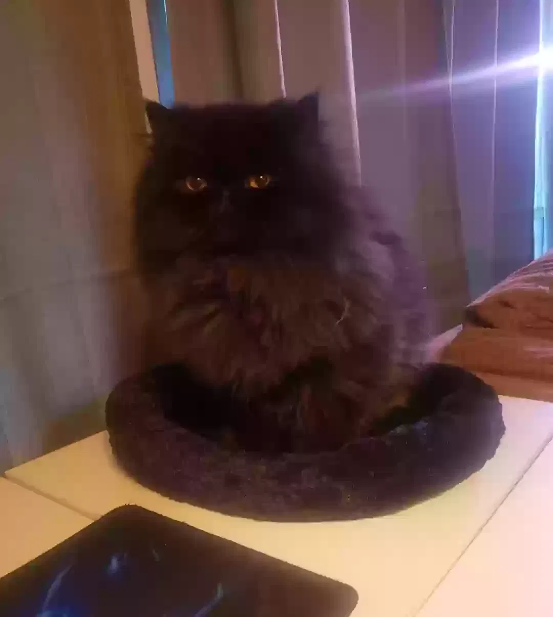 Lost cat in Pollock Pines, CA, 95726