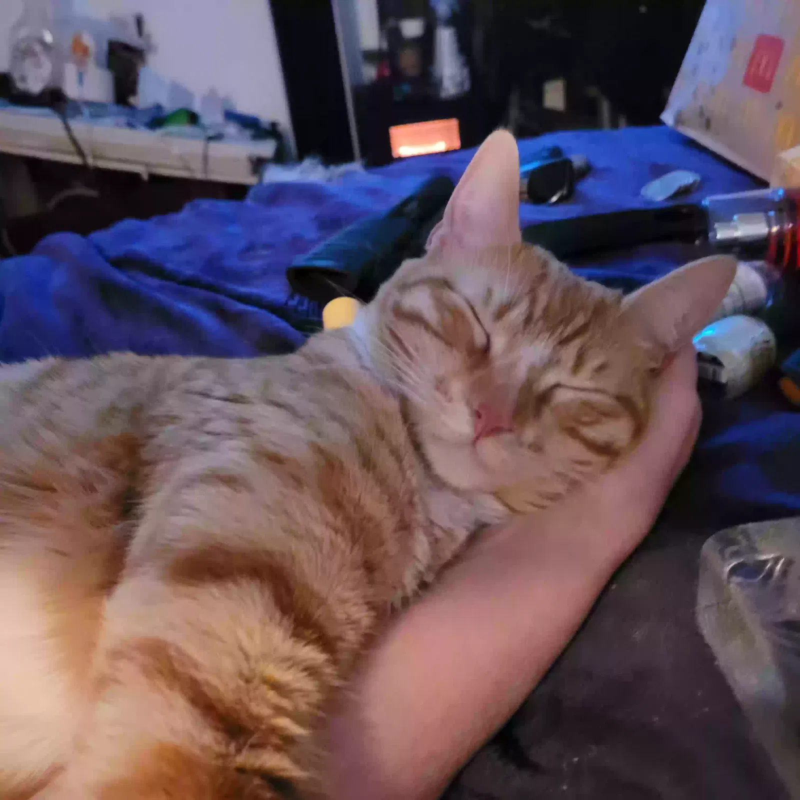 Lost cat in Lakewood, WA, 98498