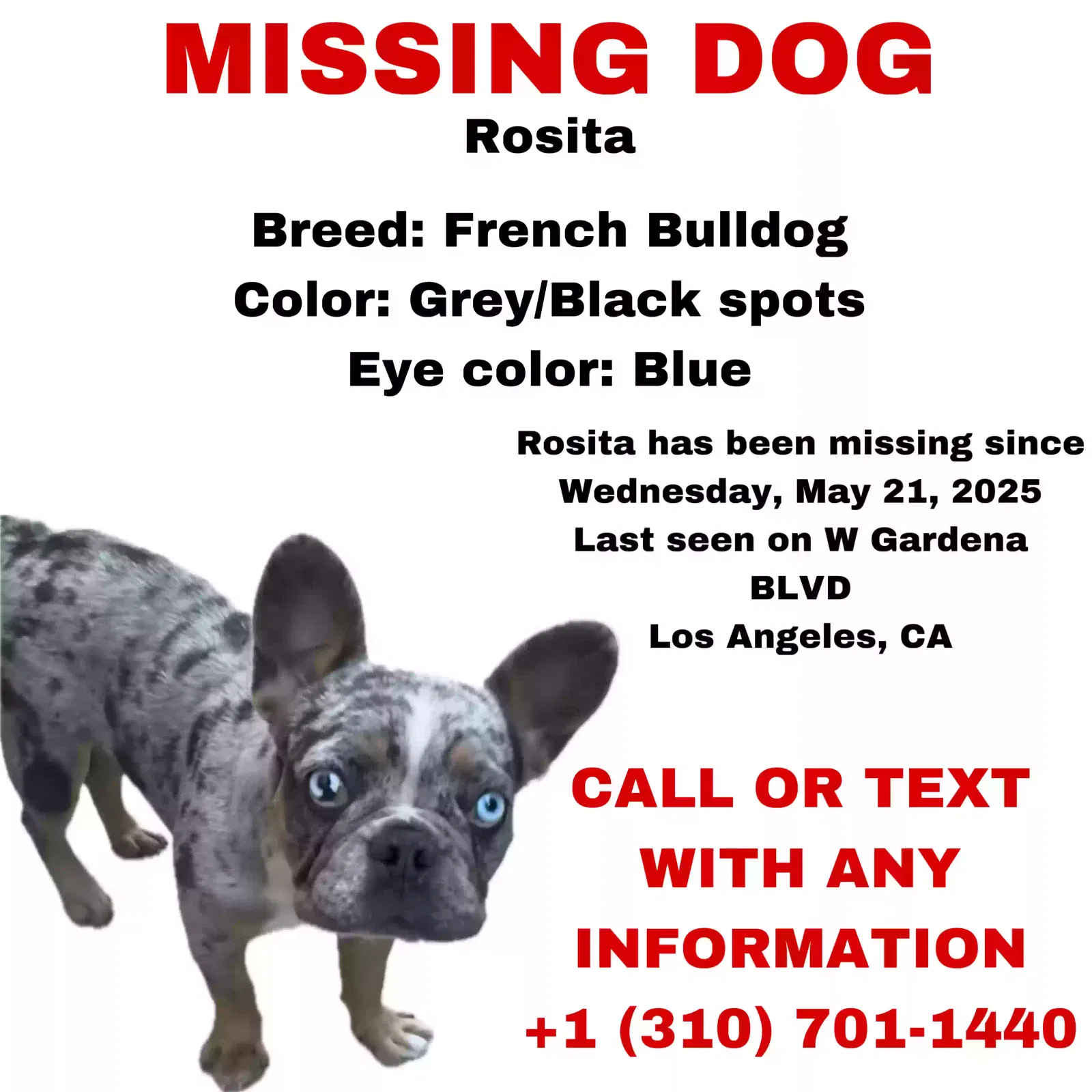Lost dog in Gardena, CA, 90247