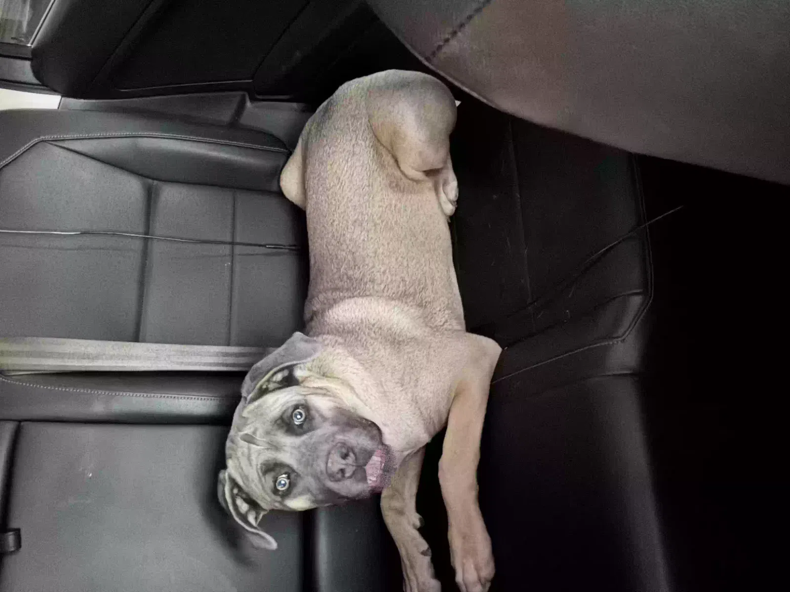 Lost dog in Las Vegas, NV, 89122