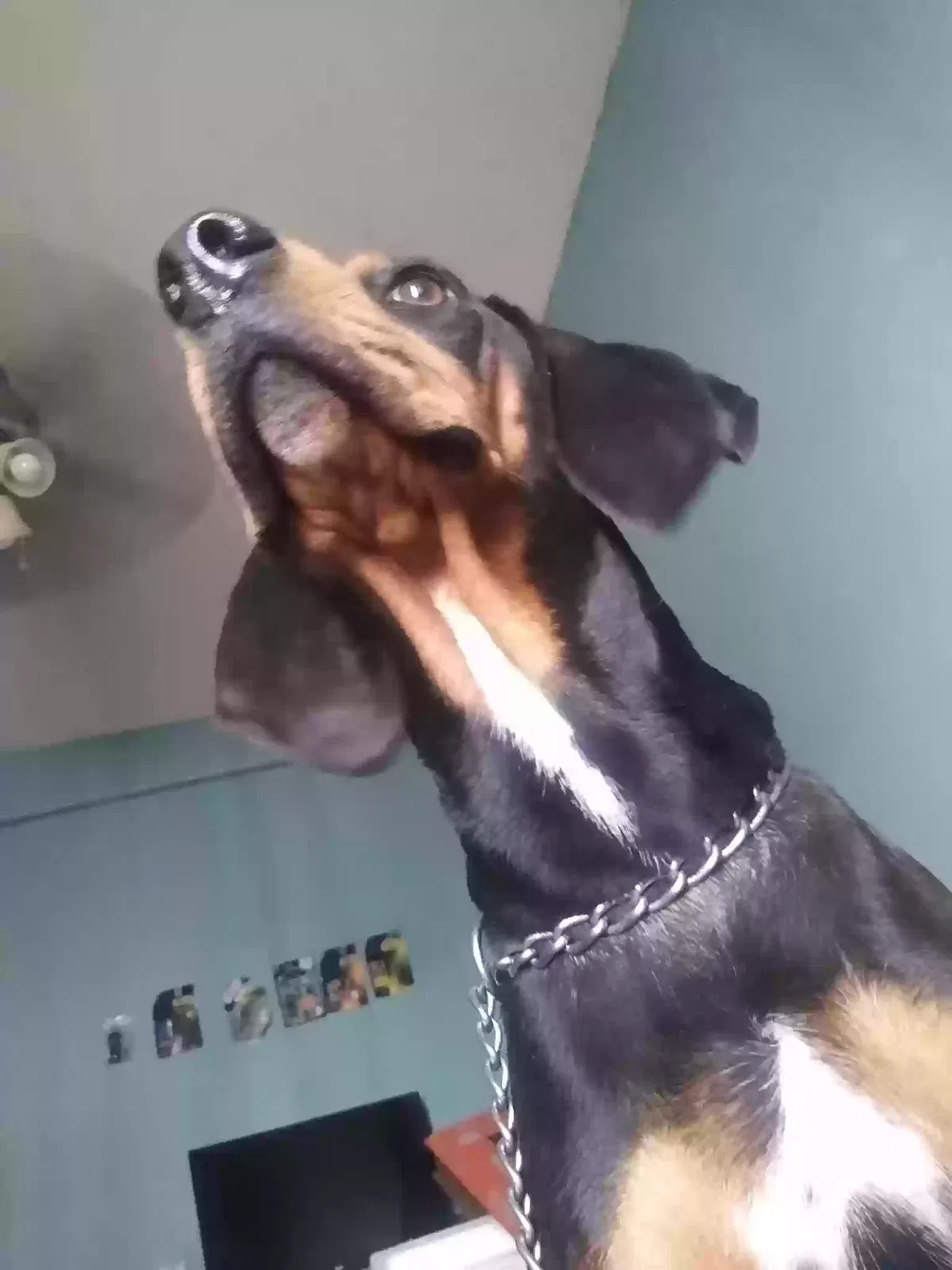 Lost dog in Buckeye, AZ, 85326