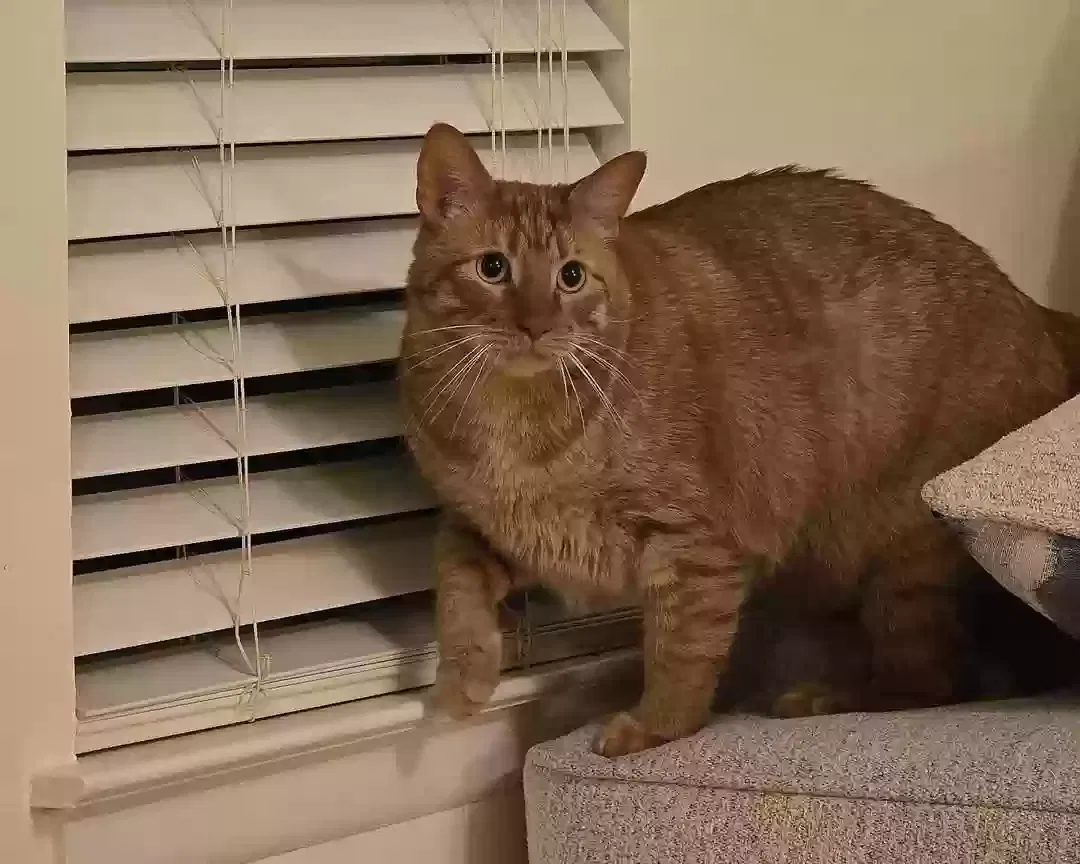 Lost cat in San Antonio, TX, 78249