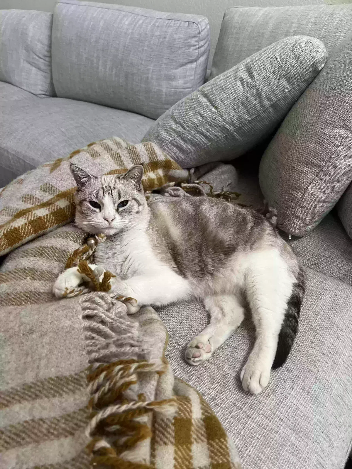Lost cat in Peoria, AZ, 85345