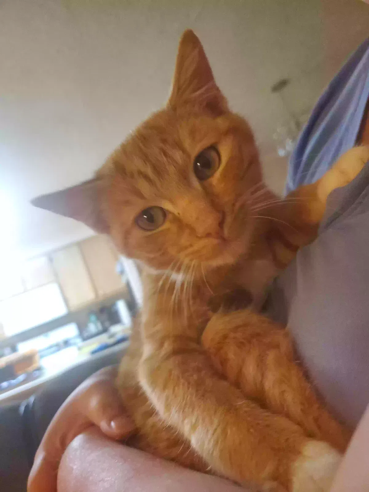 Lost cat in Belen, NM, 87002