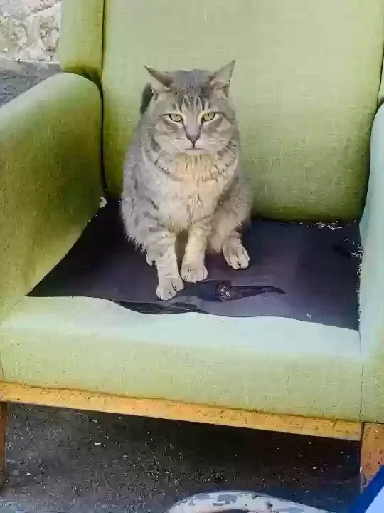 Lost cat in Bronx, NY, 10467