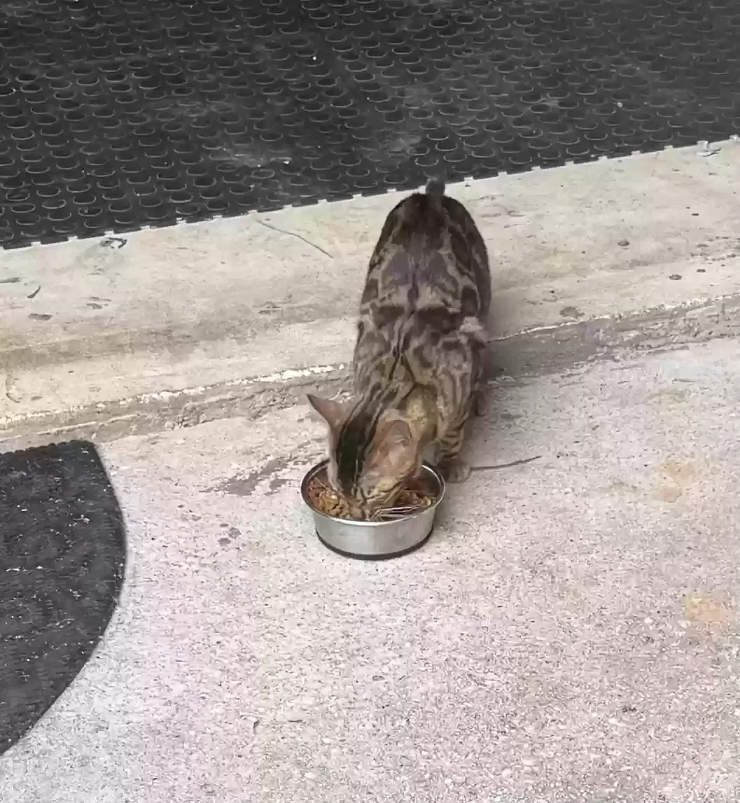 Found cat in Duluth, GA, 30096