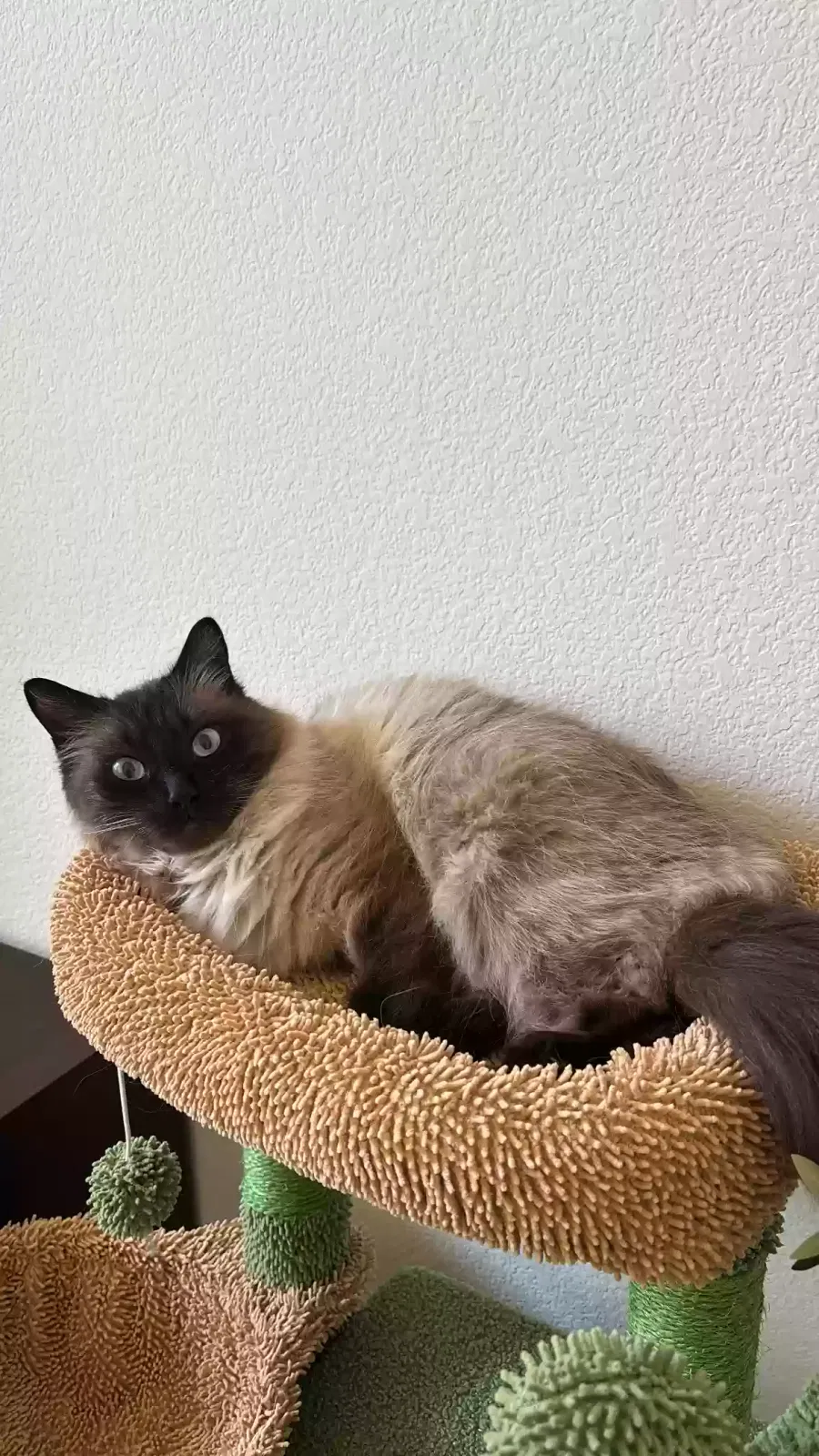Lost cat in Frisco, TX, 75035