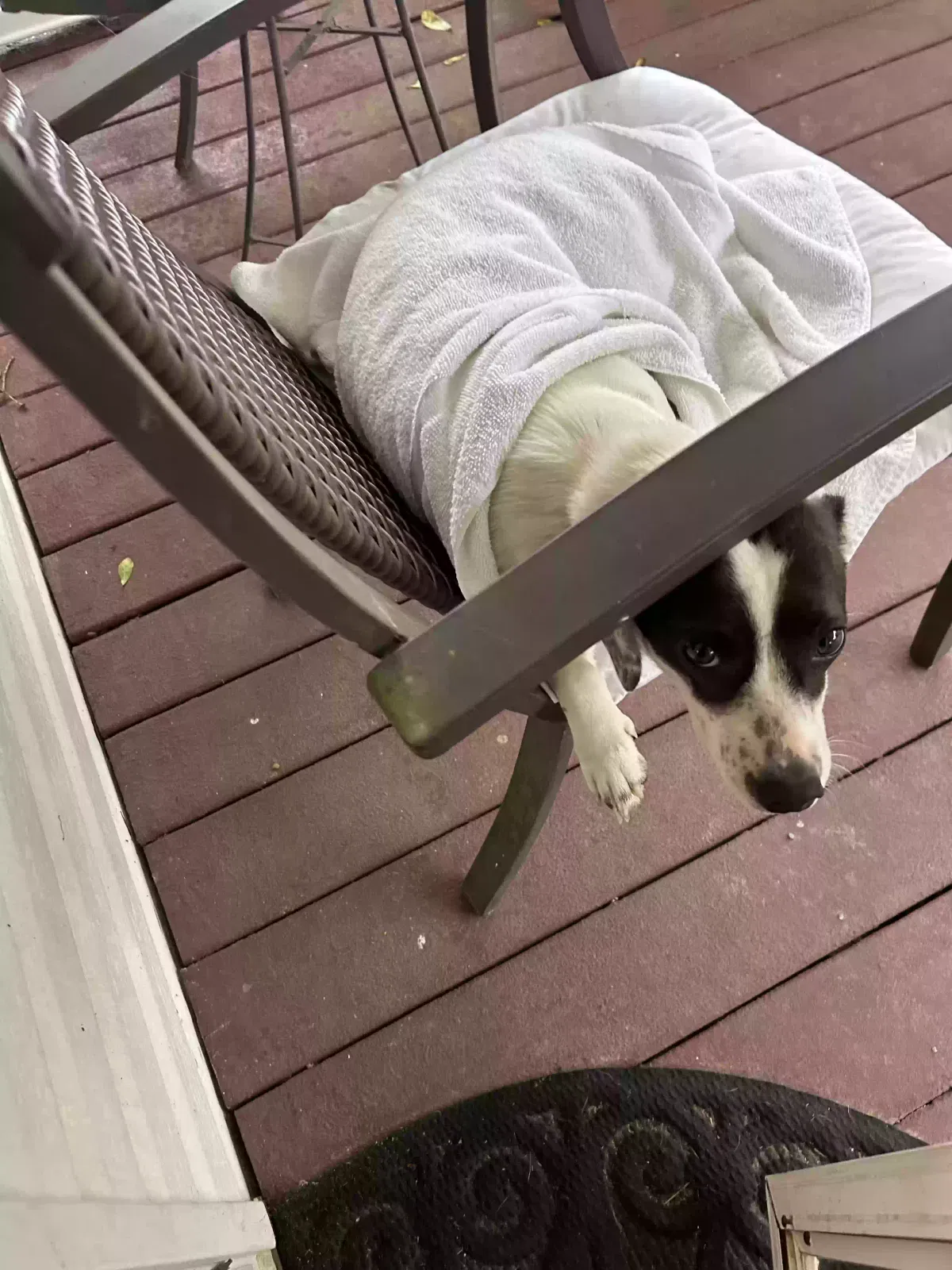 Found dog in Holly Pond, AL, 35083