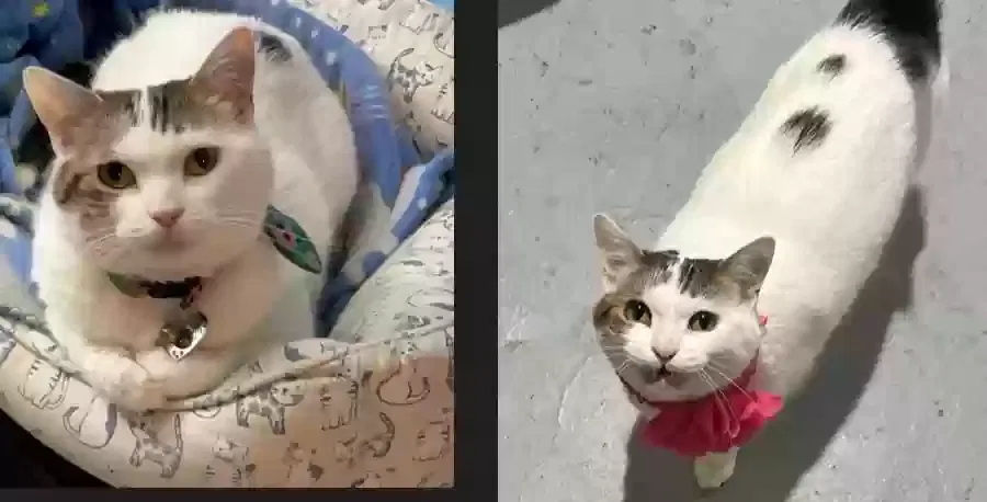Lost cat in Chicago, IL, 60636