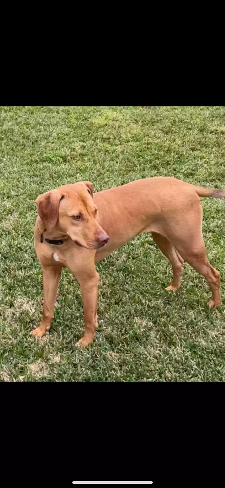 Lost dog in Lafayette, LA, 70507