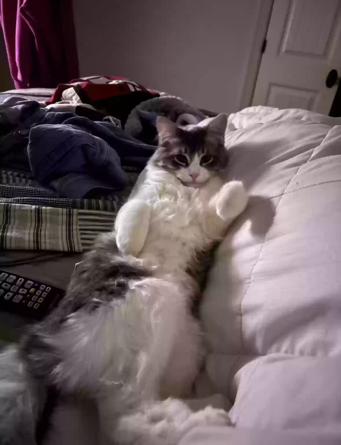 Lost cat in Bixby, OK, 74008
