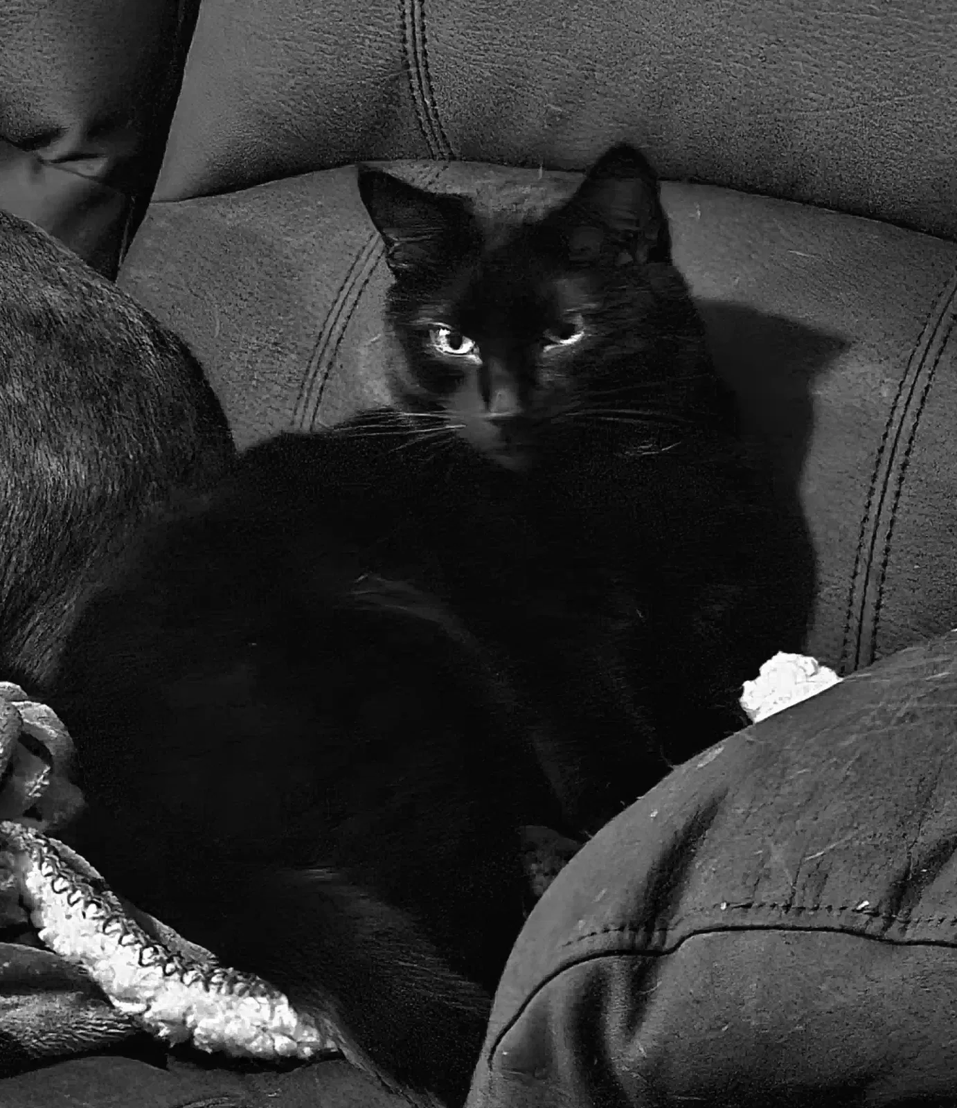 Lost cat in Broken Arrow, OK, 74012