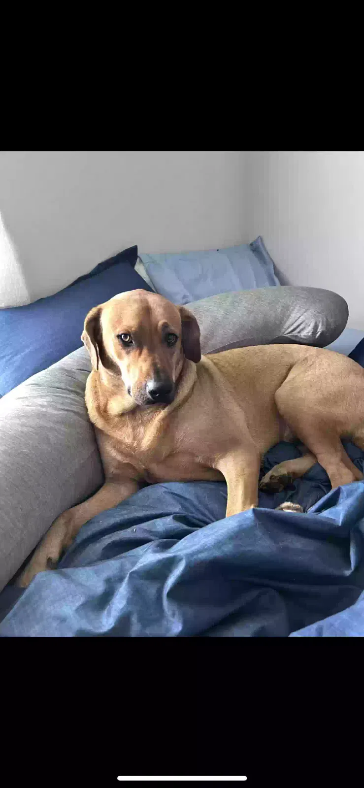 Lost dog in Elizabethtown, KY, 42701