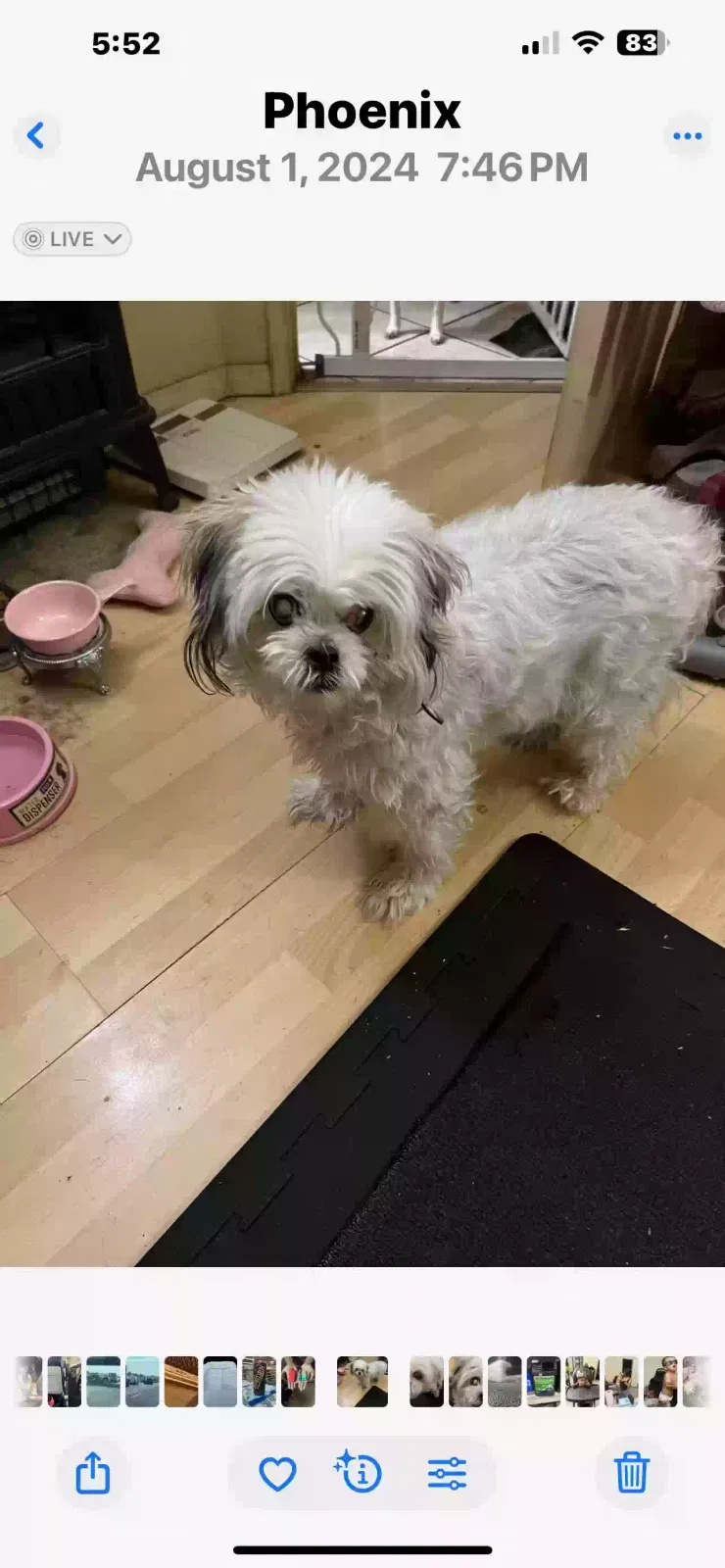 Lost dog in Phoenix, AZ, 85033