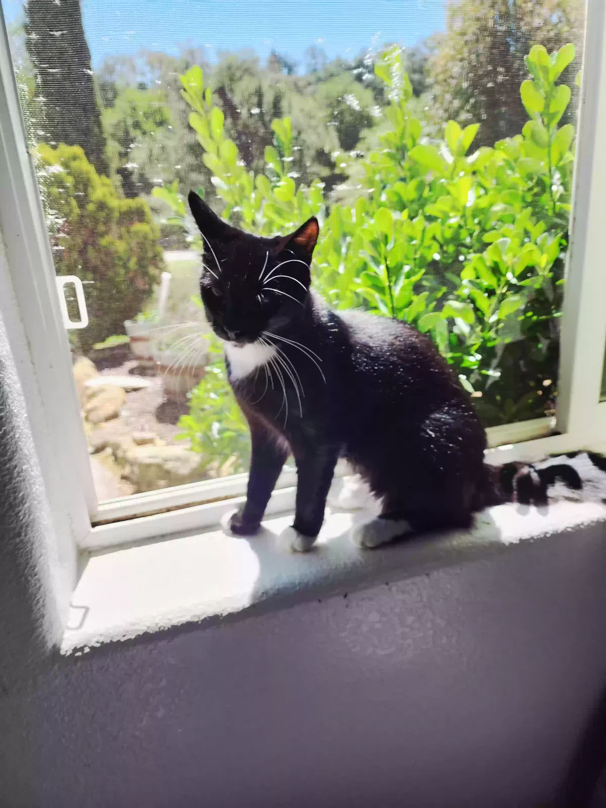 Lost cat in Pala, CA, 92059