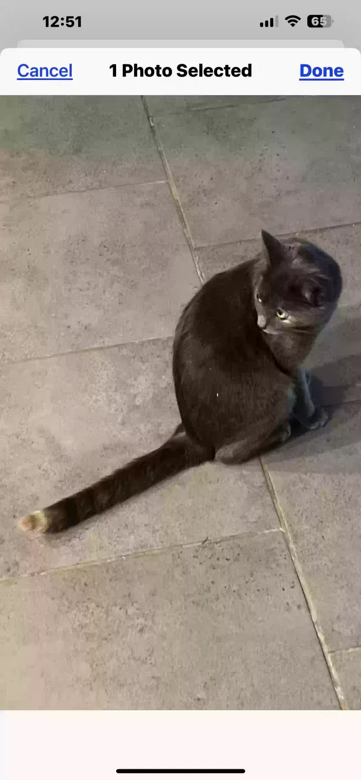 Lost cat in Cashion, OK, 73016