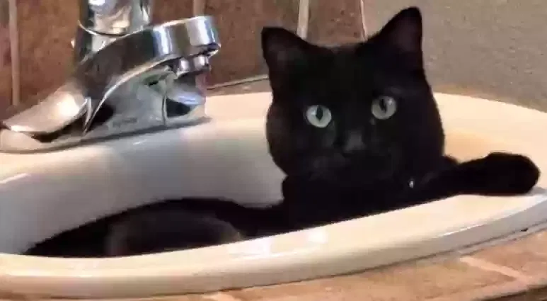 Lost cat in Las Vegas, NV, 89129