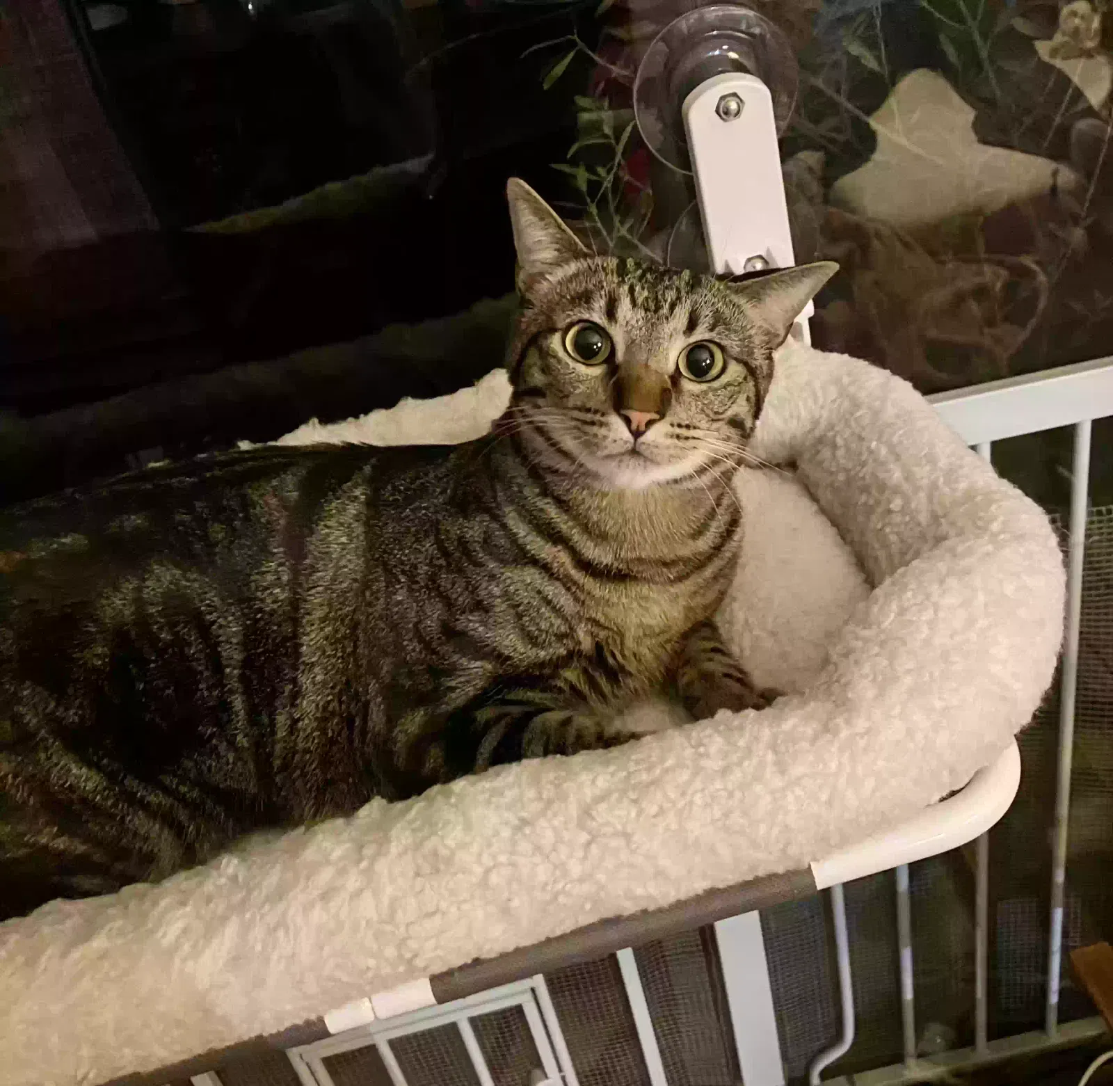 Lost cat in Carlsbad, CA, 92009