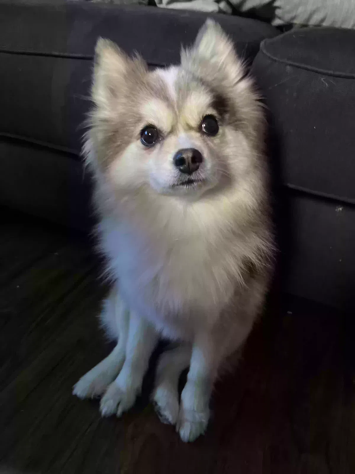 Lost dog in Urbana, OH, 43078