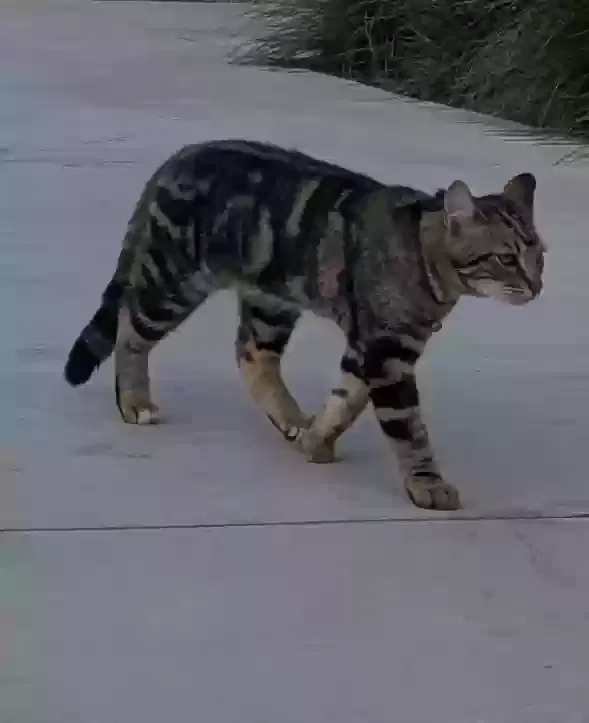 Lost cat in Merced, CA, 95343