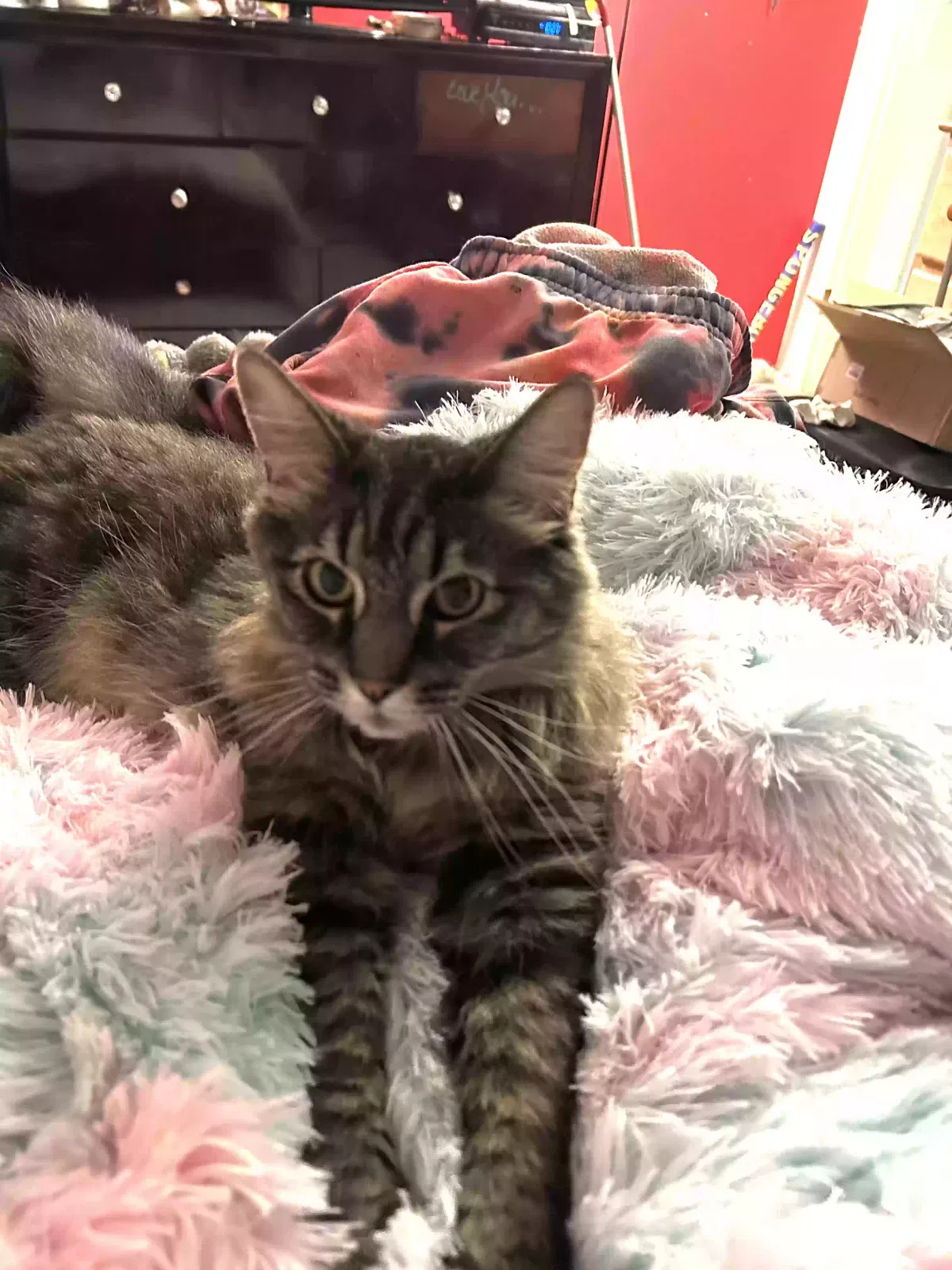 Lost cat in Woodland Hills, CA, 91367