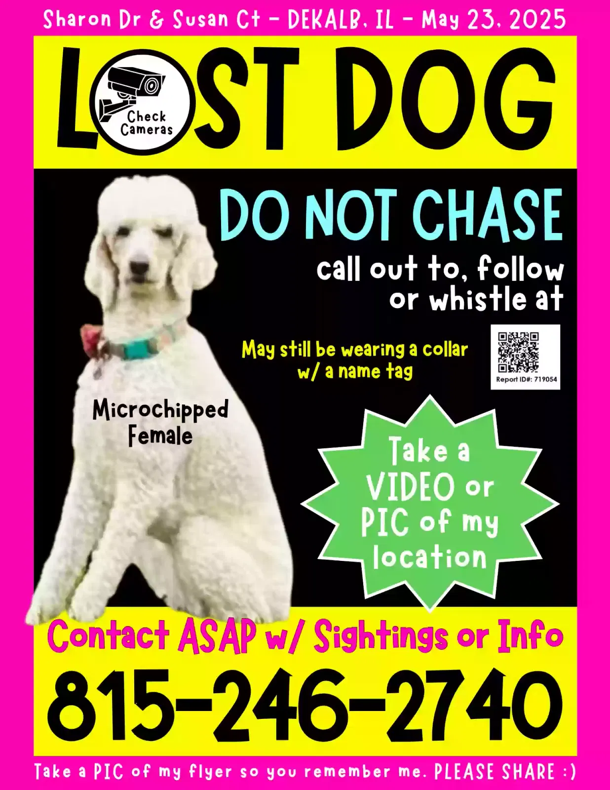Lost dog in Dekalb, IL, 60115