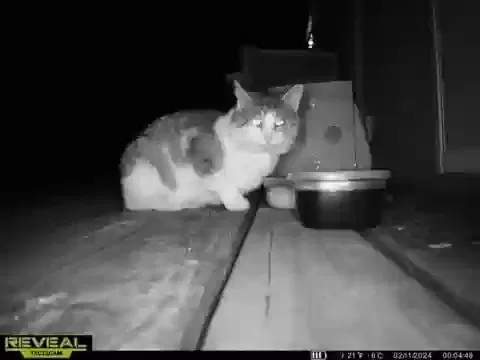 Lost cat in Minneapolis, MN, 55432