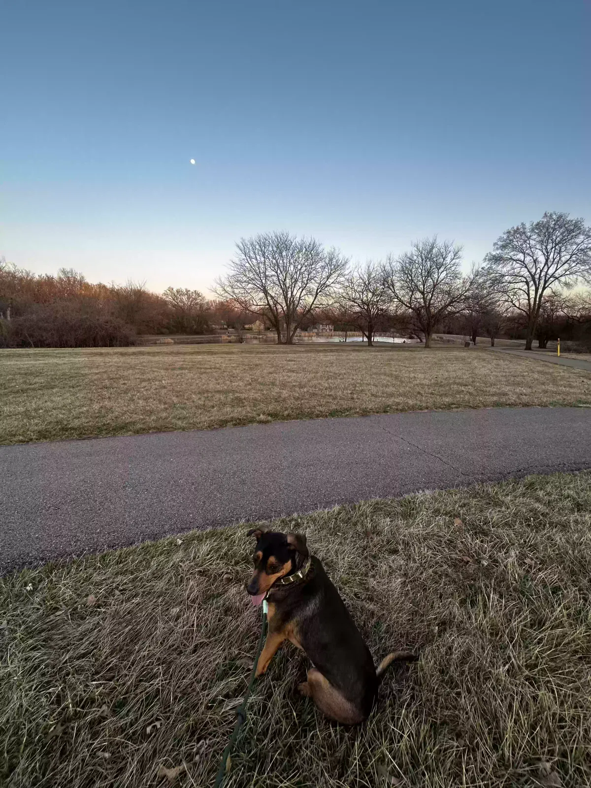 Lost dog in Overland Park, KS, 66210